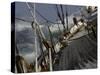 Sailboat in Rough Water, Ticonderoga Race-Michael Brown-Stretched Canvas