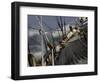 Sailboat in Rough Water, Ticonderoga Race-Michael Brown-Framed Photographic Print