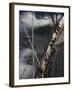 Sailboat in Rough Water, Ticonderoga Race-Michael Brown-Framed Photographic Print