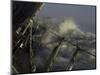 Sailboat in Rough Water, Ticonderoga Race-Michael Brown-Mounted Photographic Print