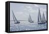 Sailboat Regattas. British Virgin Islands, West Indies, Caribbean, Central America-J P De Manne-Framed Stretched Canvas