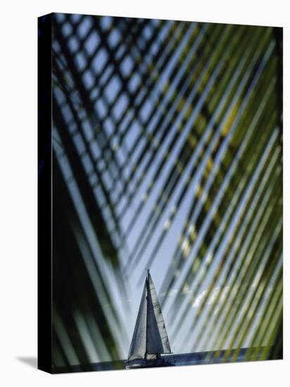 Sailboat Seen Through Palm Fronds-null-Stretched Canvas