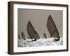 Sailboat Silhouette-Y^ Haider-Framed Art Print