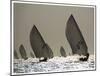 Sailboat Silhouette-Y^ Haider-Mounted Art Print