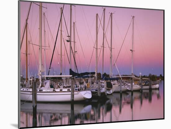 Sailboats at Dusk, Chesapeake Bay, Virginia, USA-Charles Gurche-Mounted Premium Photographic Print