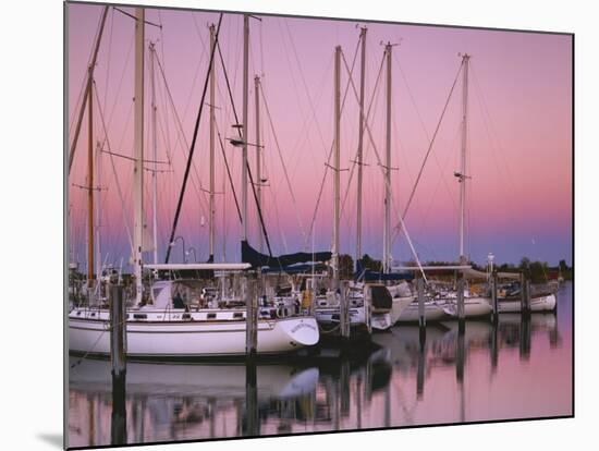 Sailboats at Dusk, Chesapeake Bay, Virginia, USA-Charles Gurche-Mounted Photographic Print