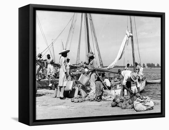 Sailboats Docked at Eleuthera, Bahamas, C.1955-null-Framed Stretched Canvas
