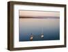 Sailboats, Friedrichshafen, Lake of Constance, Baden-Wurttemberg, Germany-Ernst Wrba-Framed Photographic Print