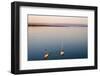 Sailboats, Friedrichshafen, Lake of Constance, Baden-Wurttemberg, Germany-Ernst Wrba-Framed Photographic Print