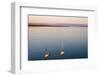 Sailboats, Friedrichshafen, Lake of Constance, Baden-Wurttemberg, Germany-Ernst Wrba-Framed Photographic Print