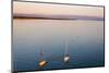 Sailboats, Friedrichshafen, Lake of Constance, Baden-Wurttemberg, Germany-Ernst Wrba-Mounted Photographic Print