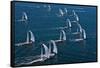 Sailboats in Swan Nyyc Invitational Regatta, Newport, Rhode Island, USA-null-Framed Stretched Canvas