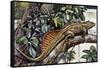 Sailfin Lizard (Hydrosaurus Amboinensis), Agamidae, Drawing-null-Framed Stretched Canvas