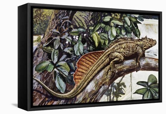 Sailfin Lizard (Hydrosaurus Amboinensis), Agamidae, Drawing-null-Framed Stretched Canvas