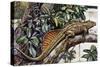 Sailfin Lizard (Hydrosaurus Amboinensis), Agamidae, Drawing-null-Stretched Canvas