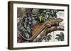 Sailfin Lizard (Hydrosaurus Amboinensis), Agamidae, Drawing-null-Framed Giclee Print