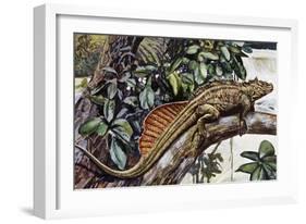 Sailfin Lizard (Hydrosaurus Amboinensis), Agamidae, Drawing-null-Framed Giclee Print