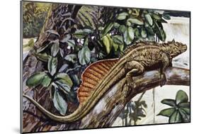 Sailfin Lizard (Hydrosaurus Amboinensis), Agamidae, Drawing-null-Mounted Giclee Print