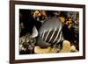 sailfin tang on coral reef at night, indonesia-david fleetham-Framed Photographic Print