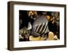 sailfin tang on coral reef at night, indonesia-david fleetham-Framed Photographic Print