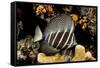 sailfin tang on coral reef at night, indonesia-david fleetham-Framed Stretched Canvas