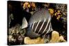 sailfin tang on coral reef at night, indonesia-david fleetham-Stretched Canvas