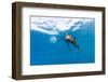 Sailfish feeding on Brazilian Sardines about 10 miles offshore from Isla Mujeres, Yucatan Peninsula-Stuart Westmorland-Framed Premium Photographic Print