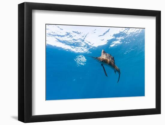 Sailfish feeding on Brazilian Sardines about 10 miles offshore from Isla Mujeres, Yucatan Peninsula-Stuart Westmorland-Framed Premium Photographic Print