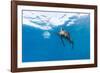 Sailfish feeding on Brazilian Sardines about 10 miles offshore from Isla Mujeres, Yucatan Peninsula-Stuart Westmorland-Framed Photographic Print