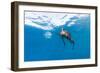 Sailfish feeding on Brazilian Sardines about 10 miles offshore from Isla Mujeres, Yucatan Peninsula-Stuart Westmorland-Framed Photographic Print