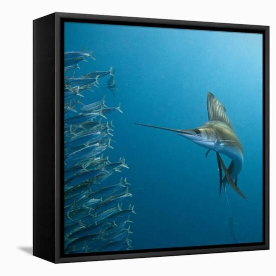 Sailfish feeding on Brazilian sardines-Stuart Westmorland-Framed Stretched Canvas