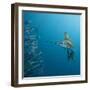 Sailfish feeding on Brazilian sardines-Stuart Westmorland-Framed Photographic Print