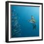 Sailfish feeding on Brazilian sardines-Stuart Westmorland-Framed Photographic Print