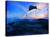 Sailfish Flying over Blue Sea Ocean Use for Marine Life and Beautiful Aquatic Nature-khunaspix-Stretched Canvas