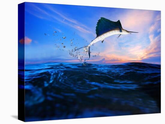 Sailfish Flying over Blue Sea Ocean Use for Marine Life and Beautiful Aquatic Nature-khunaspix-Stretched Canvas
