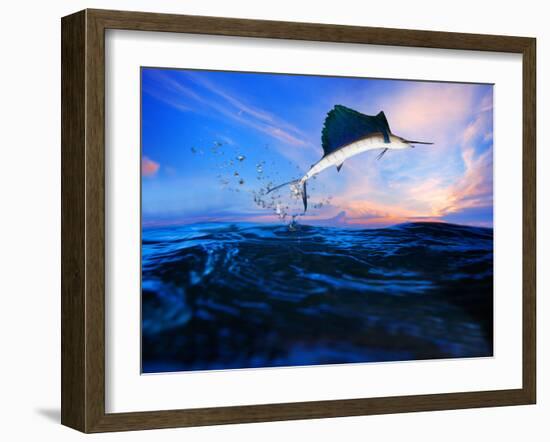 Sailfish Flying over Blue Sea Ocean Use for Marine Life and Beautiful Aquatic Nature-khunaspix-Framed Photographic Print