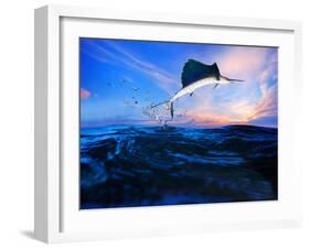 Sailfish Flying over Blue Sea Ocean Use for Marine Life and Beautiful Aquatic Nature-khunaspix-Framed Photographic Print