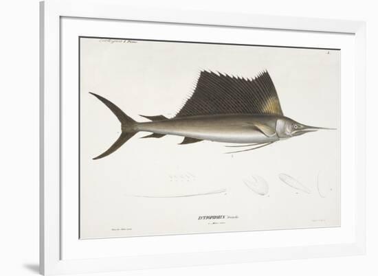 Sailfish. Istiophorus-Christian Ehrenberg-Framed Giclee Print