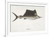 Sailfish. Istiophorus-Christian Ehrenberg-Framed Giclee Print