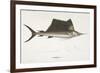 Sailfish. Istiophorus-Christian Ehrenberg-Framed Giclee Print