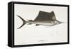 Sailfish. Istiophorus-Christian Ehrenberg-Framed Stretched Canvas