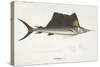 Sailfish. Istiophorus-Christian Ehrenberg-Stretched Canvas