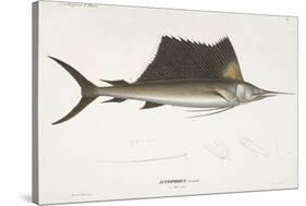 Sailfish. Istiophorus-Christian Ehrenberg-Stretched Canvas