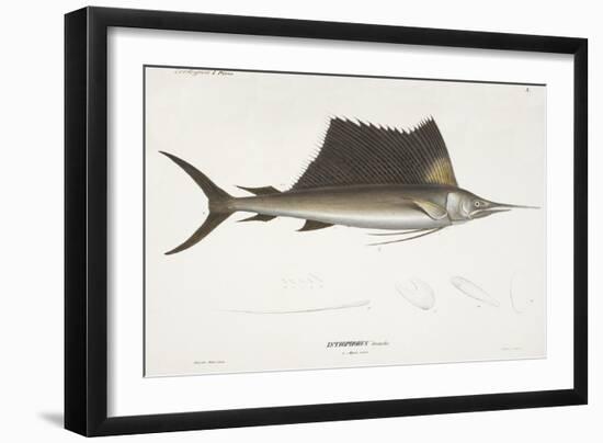 Sailfish. Istiophorus-Christian Ehrenberg-Framed Giclee Print