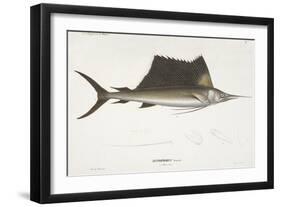 Sailfish. Istiophorus-Christian Ehrenberg-Framed Giclee Print