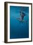 Sailfish-Michael Jackson-Framed Giclee Print