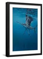 Sailfish-Michael Jackson-Framed Giclee Print