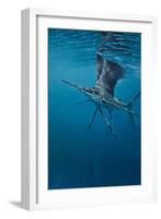 Sailfish-Michael Jackson-Framed Giclee Print