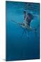 Sailfish-Michael Jackson-Mounted Giclee Print