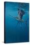 Sailfish-Michael Jackson-Stretched Canvas